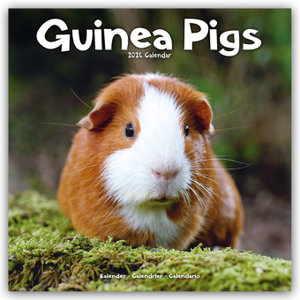 Guinea Pigs - Meerschweinchen 2024 - 16-Monatskalender