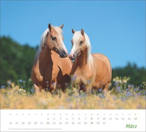 times&more Pferde Bildkalender 2026