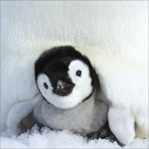 Pinguine 2025