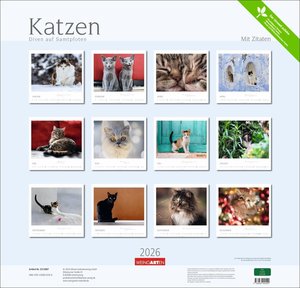 Katzen - Diven auf Samtpfoten 2026