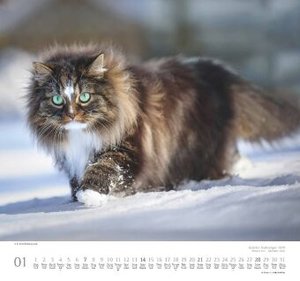 Geliebte Stubentiger 2024 - DUMONT Wandkalender - mit den wichtigsten Feiertagen - Format 38,0 x 35,5 cm