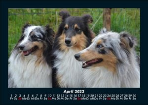 Der Hundekalender 2022 Fotokalender DIN A5