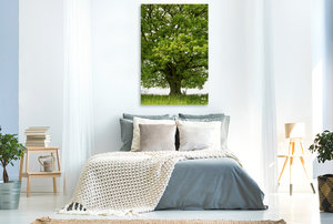 Premium Textil-Leinwand 80 cm x 120 cm  hoch Mai: Das Maiengrün schmückt die Eiche, der Vorsommer naht.