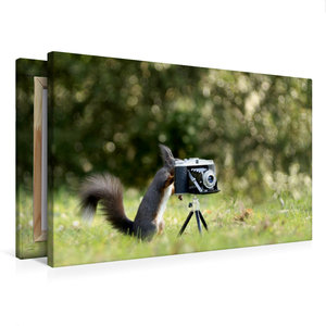 Premium Textil-Leinwand 75 cm x 50 cm quer Eichhörnchen entdeckt die Liebe zur Fotografie.