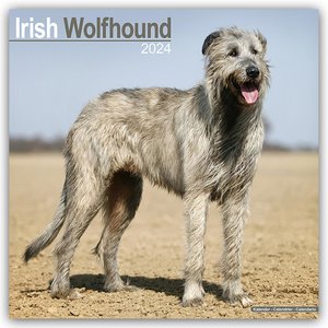Irish Wolfhound - Irischer Wolfshund 2024 - 16-Monatskalender