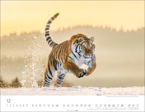 Tiger 2025