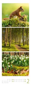 Waldleben - Ein Spaziergang durch heimische Wälder Triplet-Kalender 2024