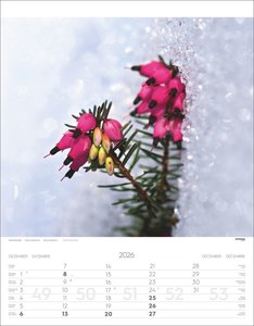 Alpenblumen Kalender 2026