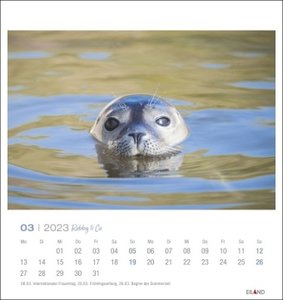 Robby & Co Postkartenkalender 2023. Robben und Seehunde in natürlicher Umgebung in einem kleinen Kalender. Postkarten-Fotokalender für Tierfreunde.