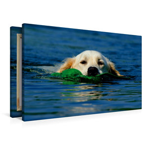 Premium Textil-Leinwand 90 cm x 60 cm quer Schwimmender Hund