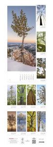 Bäume 2022 - Streifenkalender XXL 25x69 cm - Trees - Landschaftskalender - Natur - Bild-Kalender - Wand-Kalender - Alpha Edition