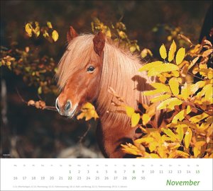 times&more Pferde Bildkalender 2026