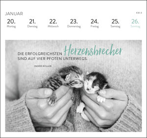 Postkartenkalender 2025: Inspirierende Worte für Katzenfreunde
