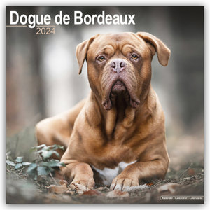 Dogue de Bordeaux - Bordeauxdoggen 2024 - 16-Monatskalender
