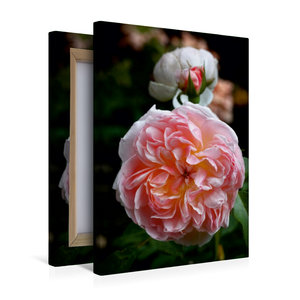 Premium Textil-Leinwand 30 cm x 45 cm hoch Englische Rose, Apricot