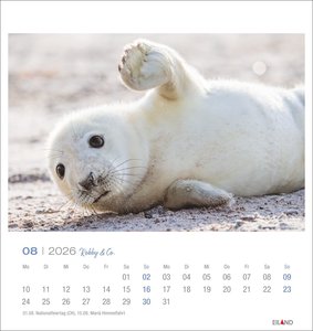 Robby & Co. Postkartenkalender 2026
