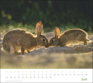 times&more Heimische Tiere Bildkalender 2023