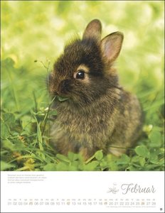 Kaninchenkinder Posterkalender 2023 von Monika Wegler. Ein bezaubernder Tierkalender mit süßen Fotos. Dekorativer Kalender für Tierfreunde. Hochformat 34x44 cm.
