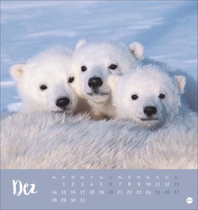 Bärenstark Postkartenkalender 2026