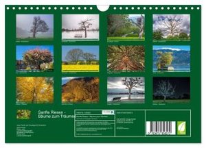 Sanfte Riesen - Bäume zum Träumen (Wandkalender 2024 DIN A4 quer), CALVENDO Monatskalender