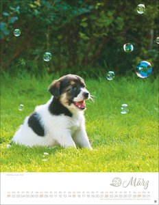 Hundekinder Posterkalender 2026