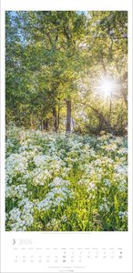 Im Wald Kalender 2026