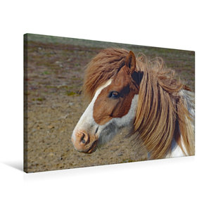 Premium Textil-Leinwand 75 cm x 50 cm quer Ein Pferd mit blauen Augen