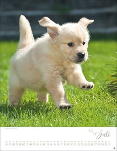 Hundekinder Posterkalender 2026