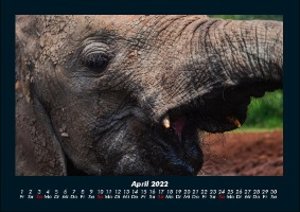 Der Elefantenkalender 2022 Fotokalender DIN A4