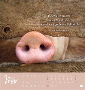 Never give up! Postkartenkalender 2026