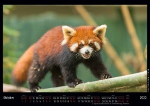 Rote Pandas 2022 - Black Edition - Timokrates Kalender, Wandkalender, Bildkalender - DIN A3 (42 x 30 cm)