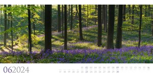 Wilde Wälder Kalender 2024