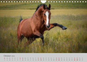 Pferde - Anmut, Eleganz, Magie (Wandkalender 2023 DIN A4 quer)