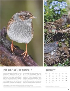 Vögel in unseren Gärten Posterkalender 2022