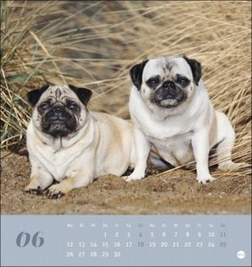 Mops Postkartenkalender 2023. Die kleinen Hunde in einem Postkarten-Fotokalender porträtiert. Kleiner Kalender zum Aufstellen oder Aufhängen für Hundefreunde.