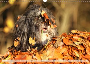 Tibet Terrier Theo