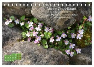 Heilpflanzen - Schätze im Garten (Tischkalender 2024 DIN A5 quer), CALVENDO Monatskalender