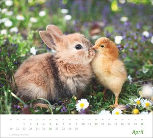 times&more Echte Freunde Bildkalender 2026