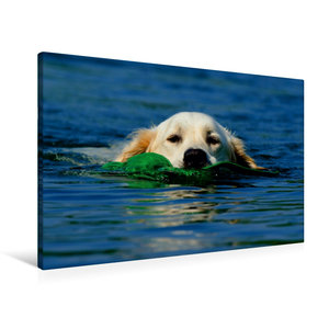 Premium Textil-Leinwand 90 cm x 60 cm quer Schwimmender Hund