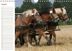 Pferde / Geburtstagskalender /  (AT-Version) (Wandkalender immerwährend DIN A4 quer)