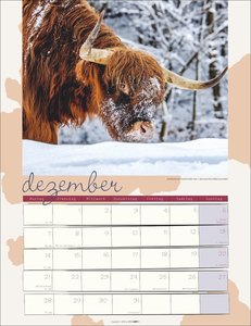 Kuh Kalender 2026