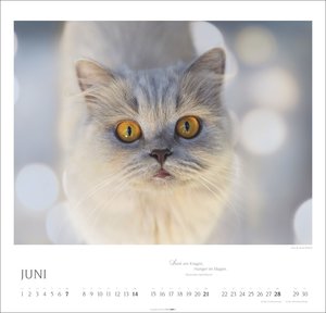 Katzen - Diven auf Samtpfoten 2026
