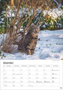 Katzen Kalender 2026