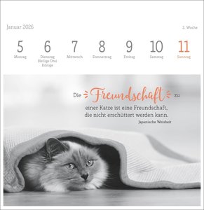 Katzen Weisheiten Premium-Postkartenkalender 2026