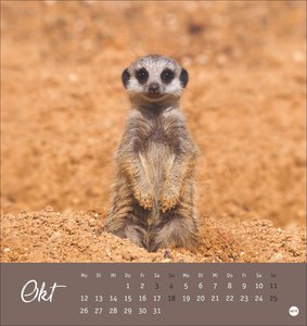 Erdmännchen Postkartenkalender 2026