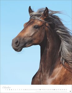 Pferde Classics Posterkalender 2026