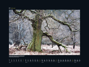 Alte Bäume, Sinnbilder des Lebens - KUNTH Wandkalender 2024