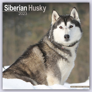 Siberian Husky - Sibirische Huskys 2023 - 16-Monatskalender