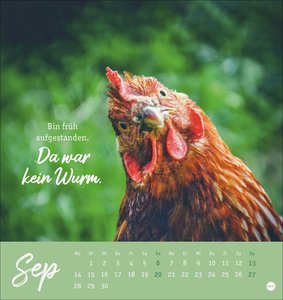 Hühner Postkartenkalender 2026