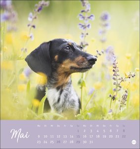 Dackel Postkartenkalender 2022